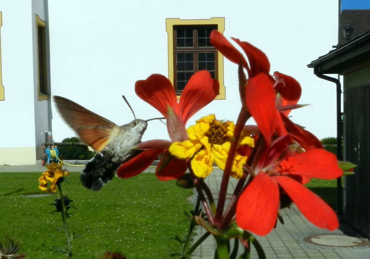 Close-up of orange flowers blooming against building