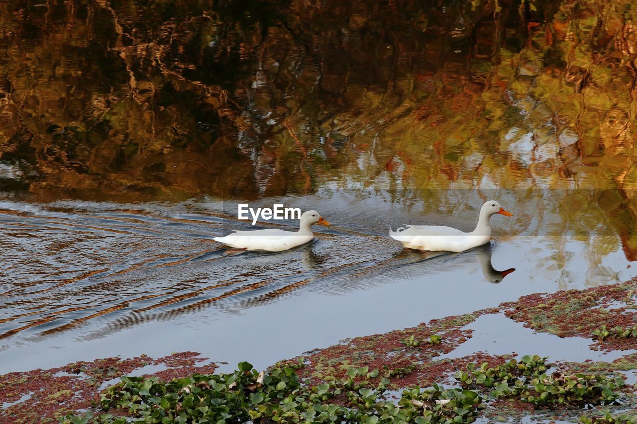 SWANS AND DUCKS IN LAKE