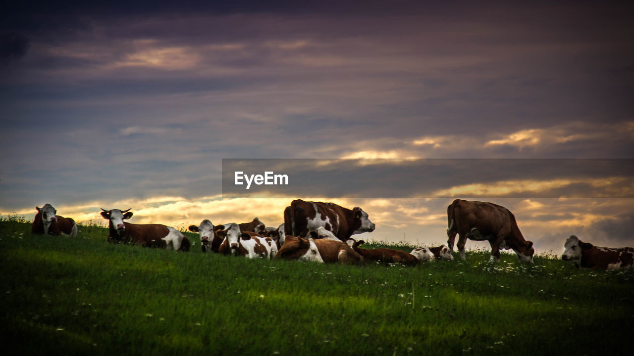COWS GRAZING ON FIELD DURING SUNSET