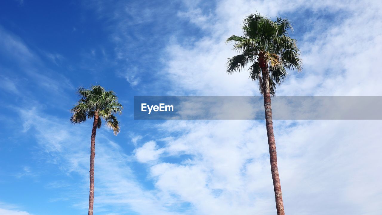 LOW ANGLE VIEW OF PALM TREE AGAINST SKY