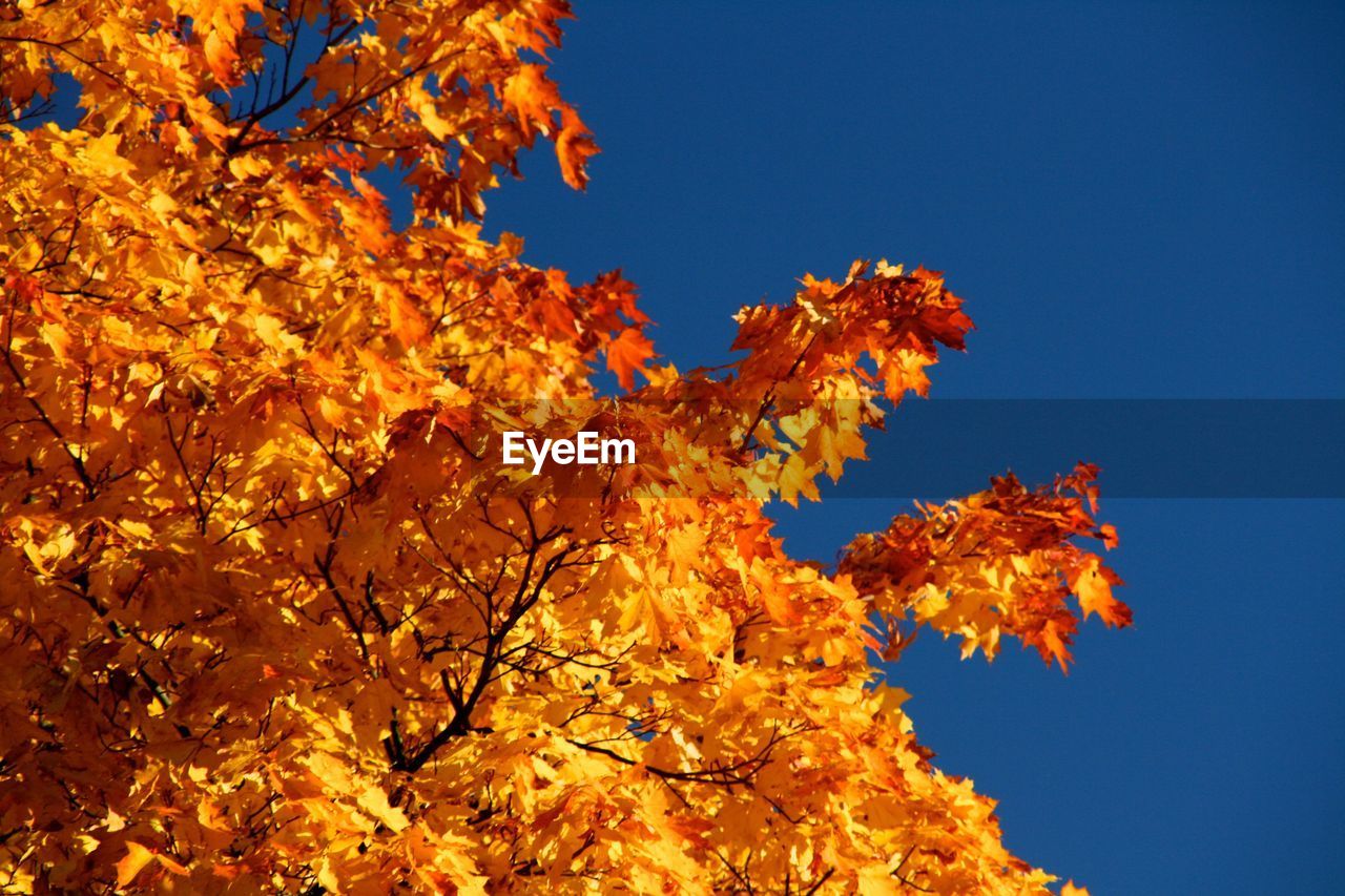 LOW ANGLE VIEW OF MAPLE TREE AGAINST CLEAR BLUE SKY