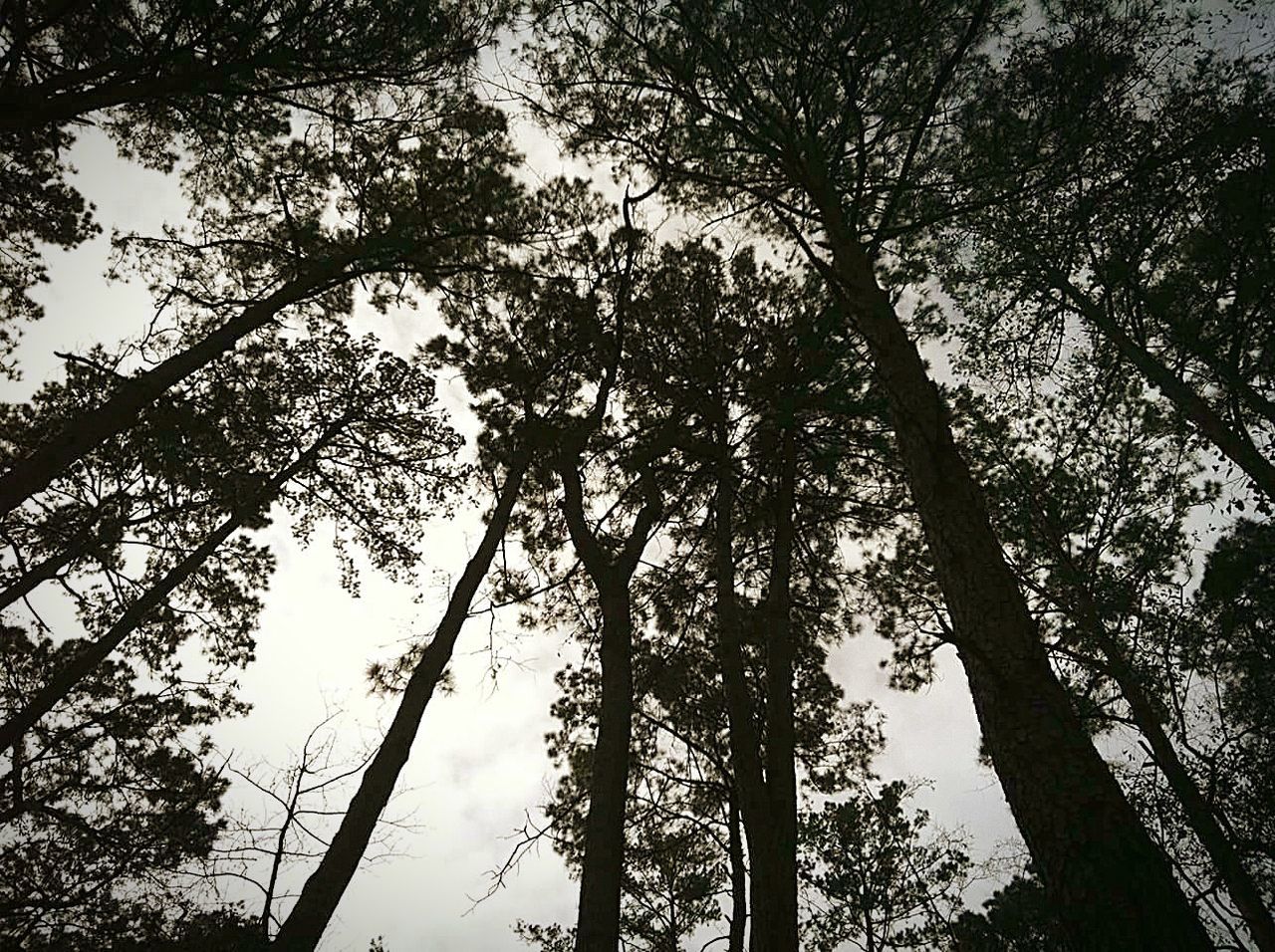 LOW ANGLE VIEW OF TREES AGAINST SKY IN FOREST