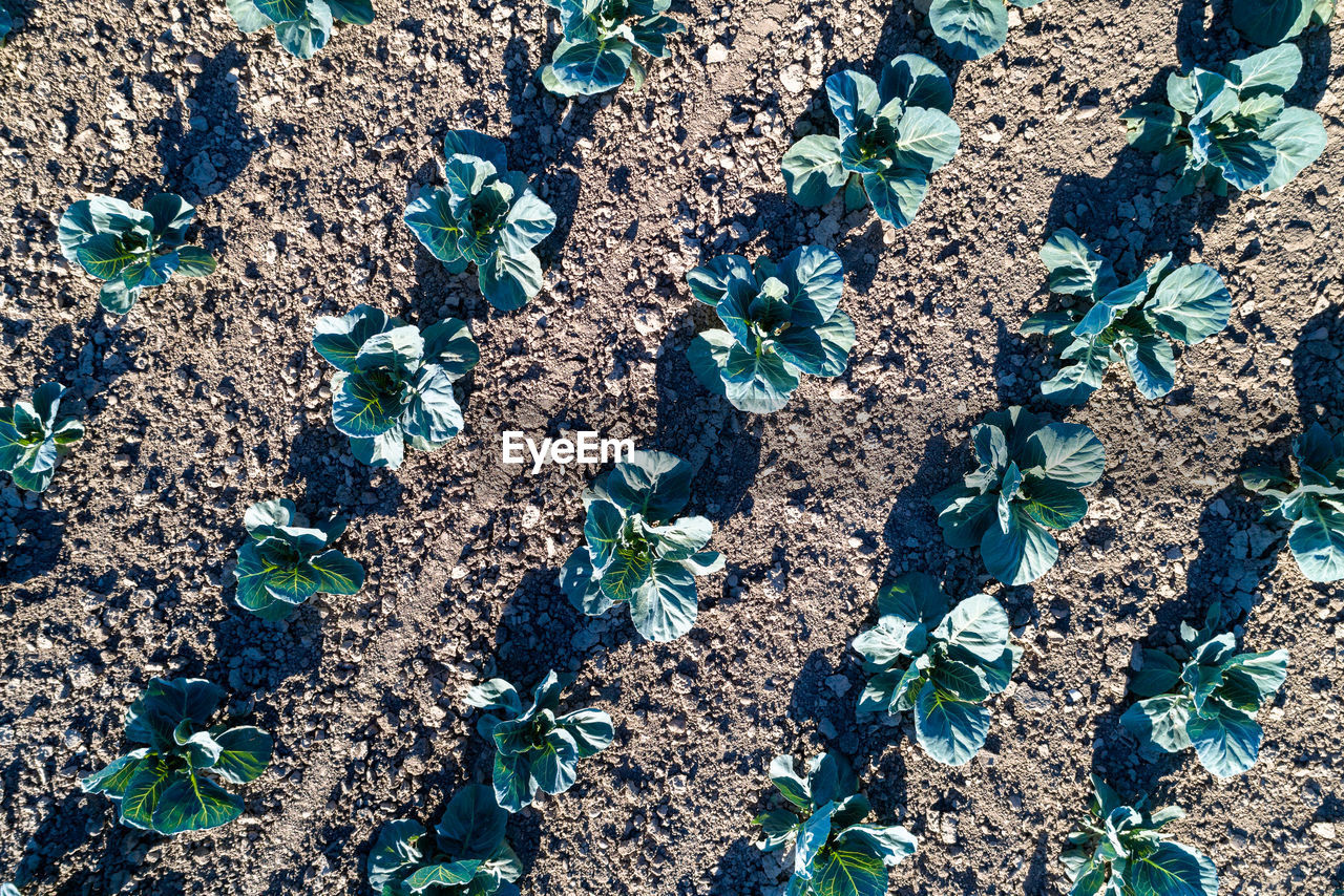 Directly above shot of plants in farm