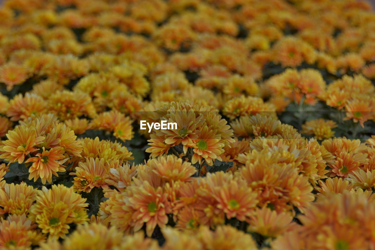 YELLOW FLOWERS BLOOMING OUTDOORS