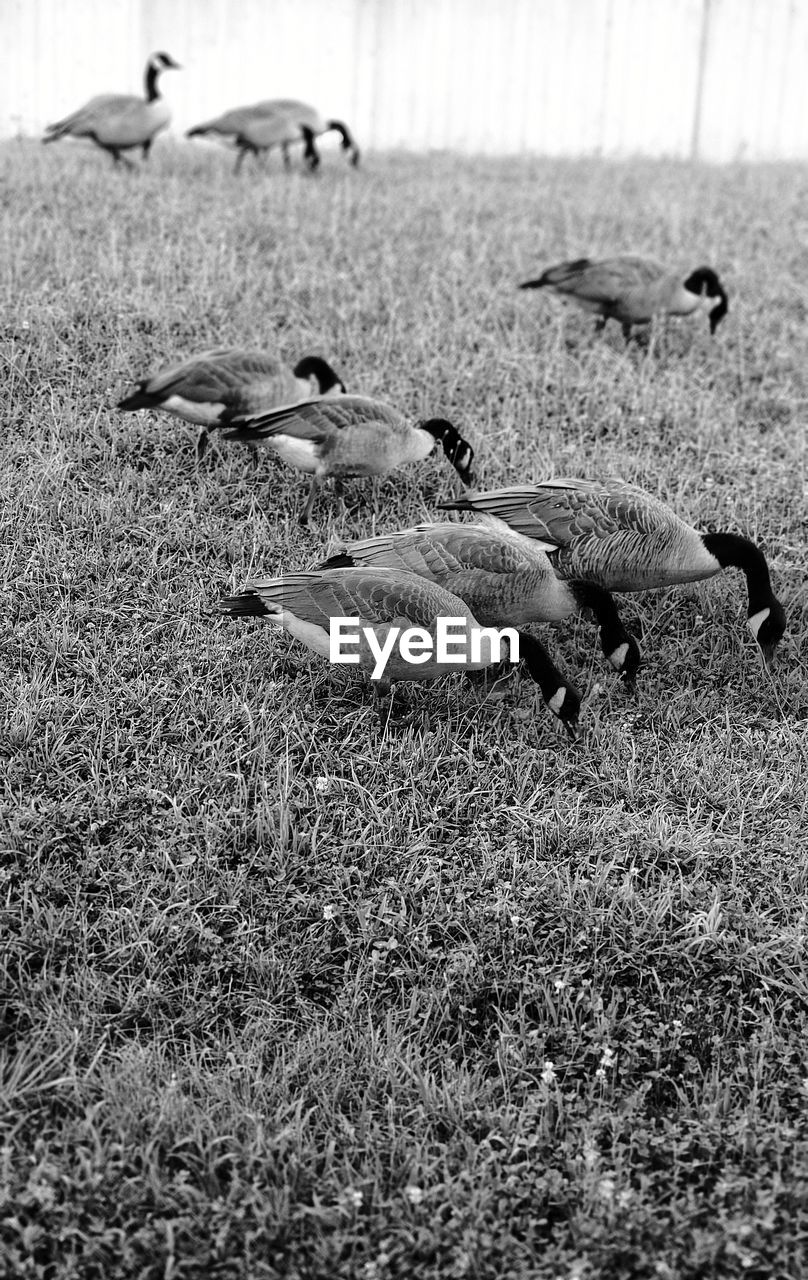 VIEW OF BIRDS ON FIELD