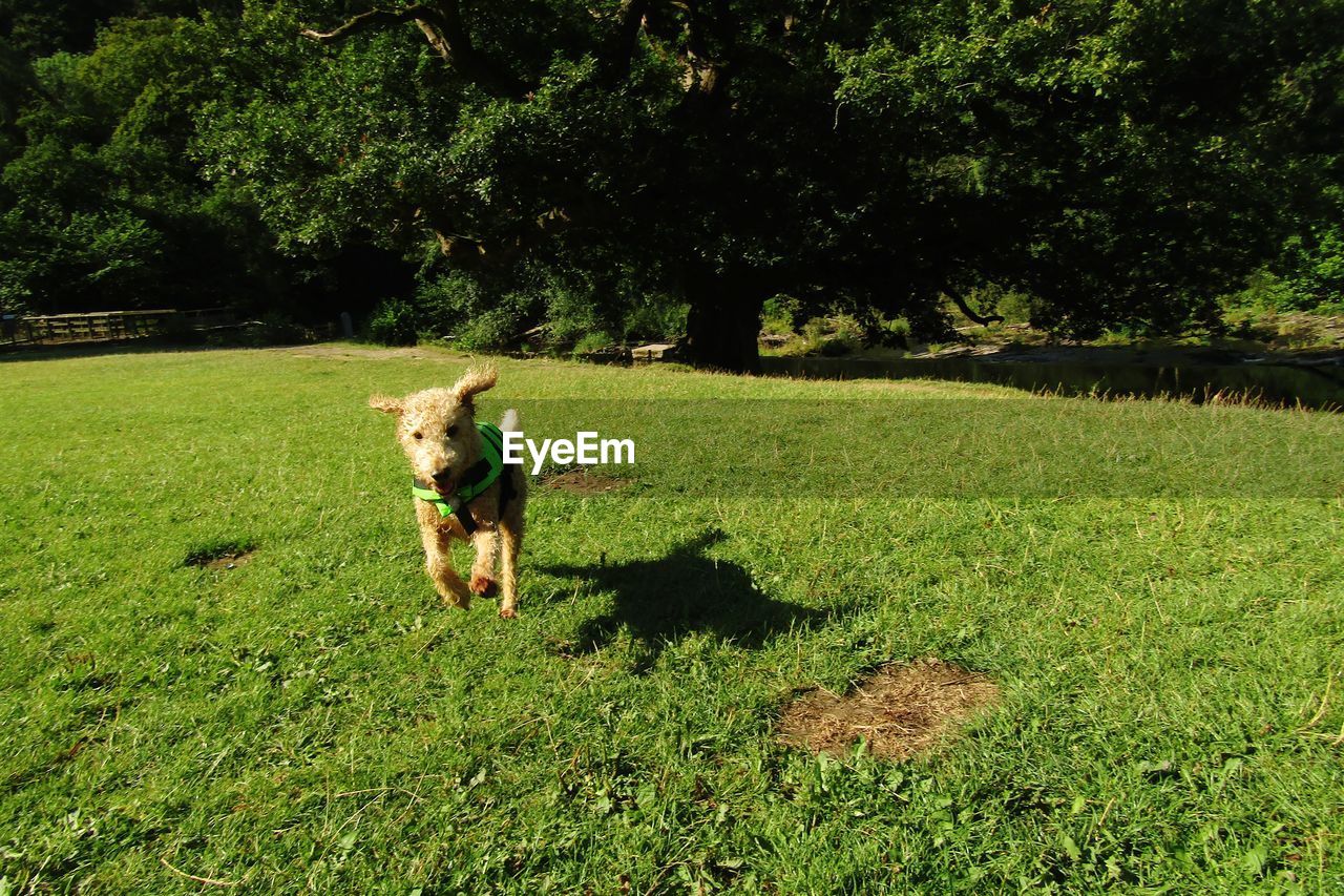 Dog in a field with shadow.