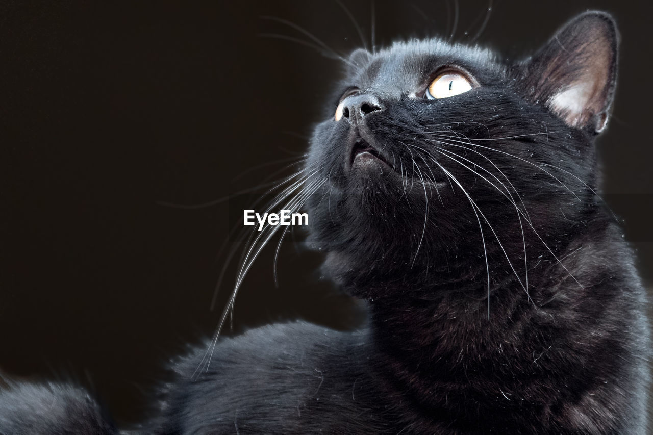 Close-up of cat looking away