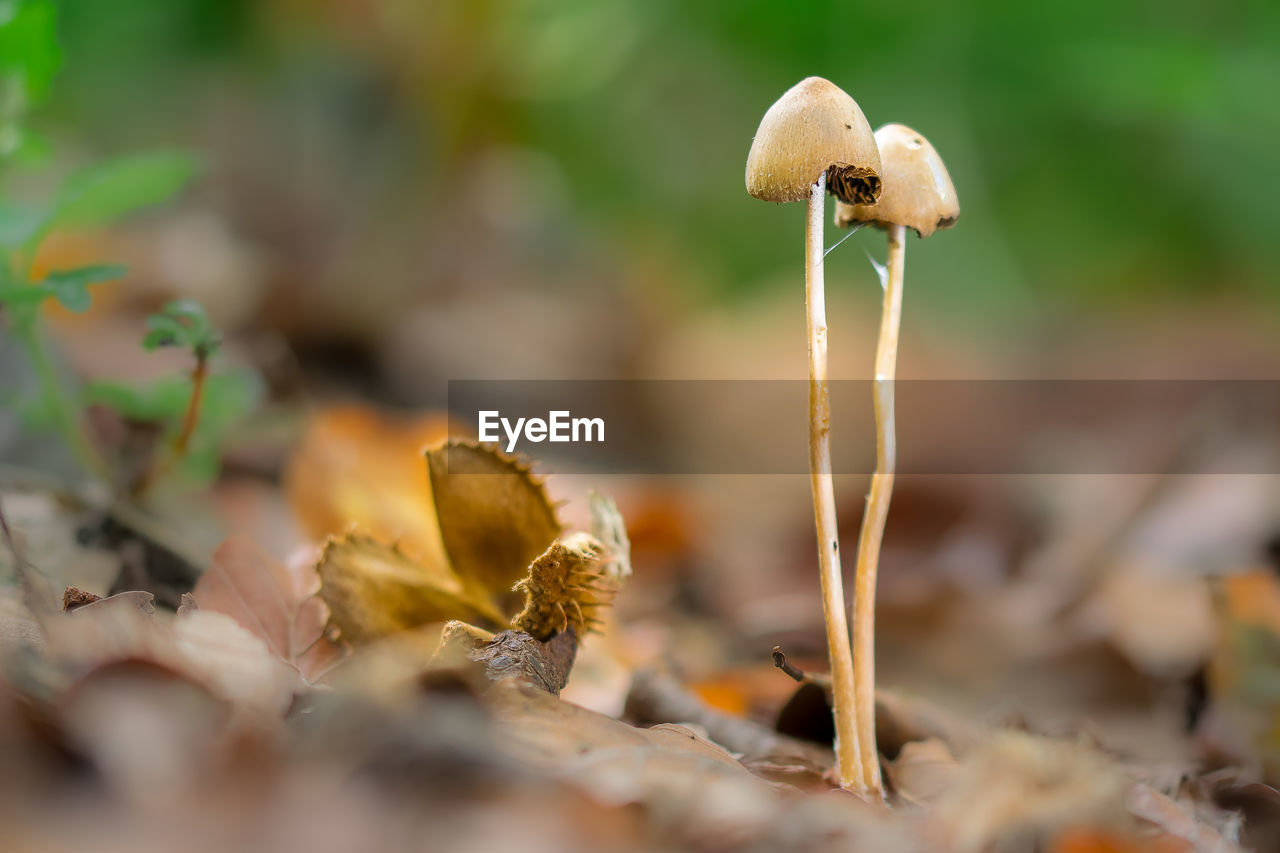 Close-up of mushroom growing outdoors