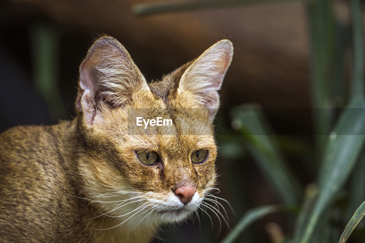 PORTRAIT OF CAT LOOKING AWAY