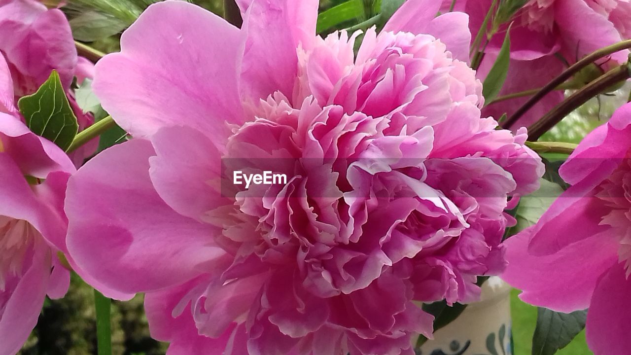 CLOSE-UP OF PINK FLOWERS BLOOMING