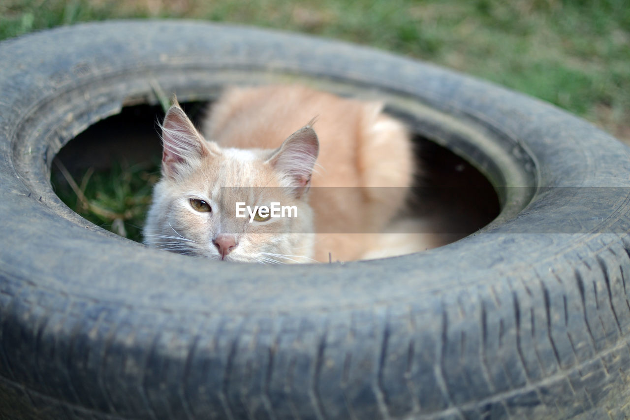 Portrait of cat seen through tire