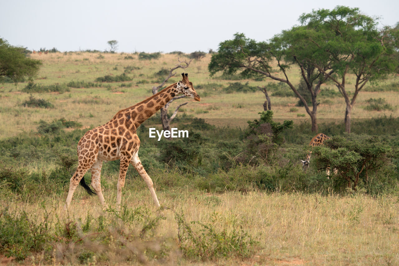 Baringo giraffe, giraffa camelopardalis, murchison falls national park, uganda