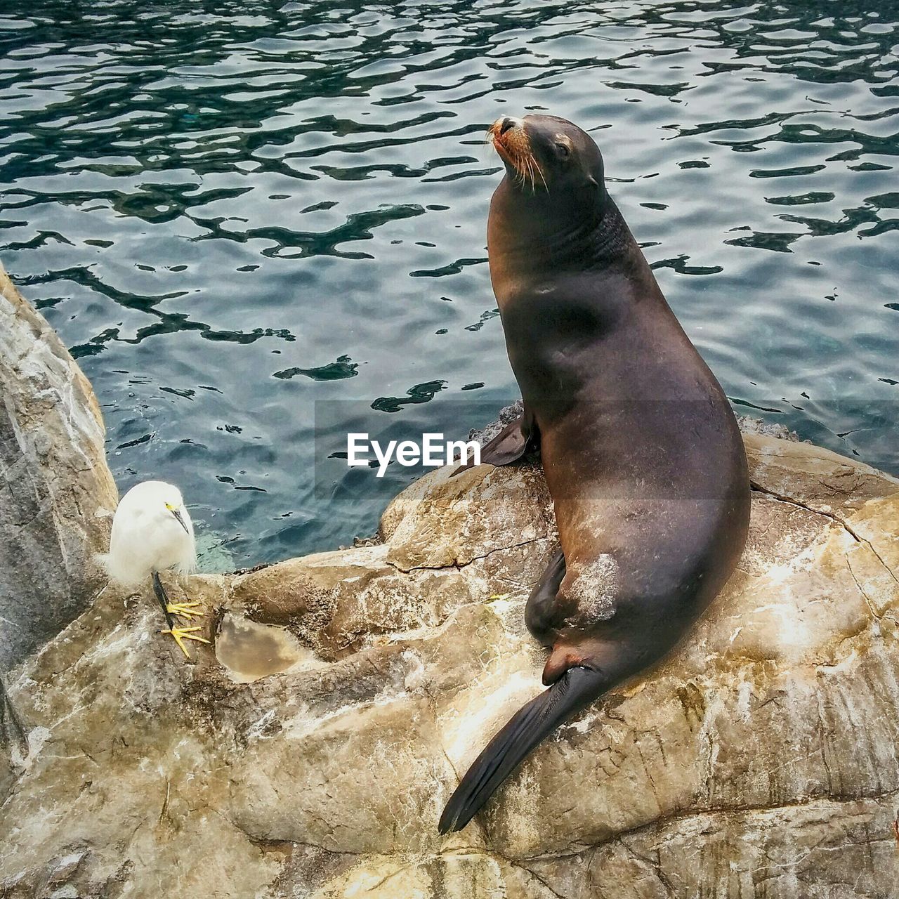 View of seal on rock by water