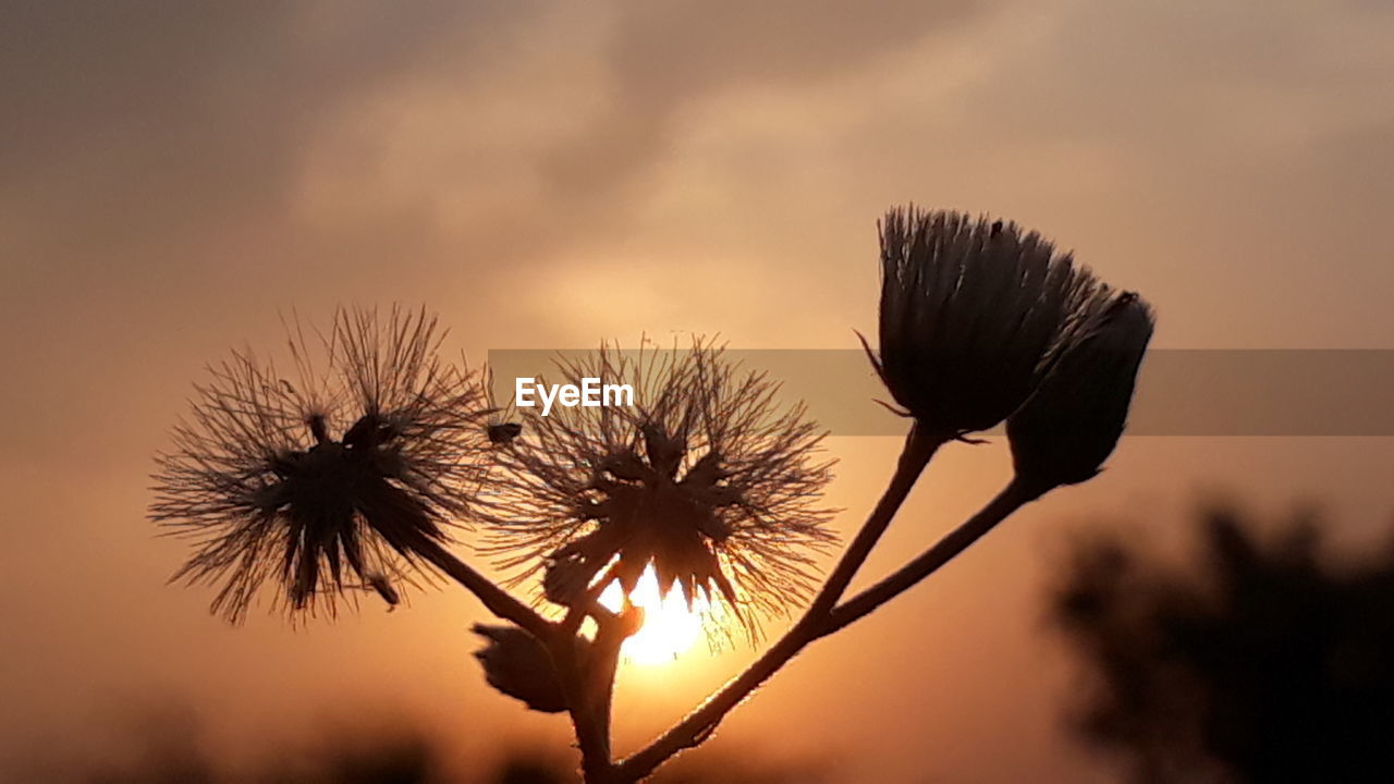 CLOSE-UP OF SILHOUETTE THISTLE AGAINST ORANGE SKY