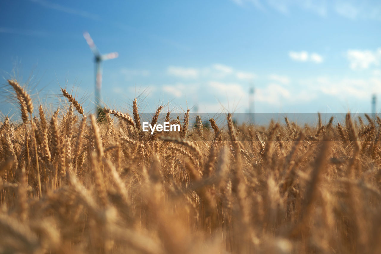 Close-up of wheat field against sky