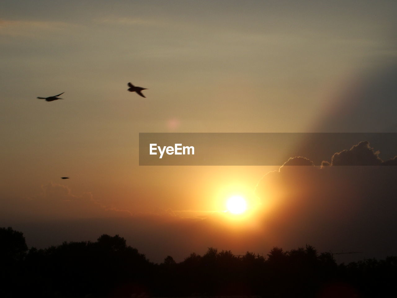 SILHOUETTE BIRDS FLYING OVER ORANGE SKY