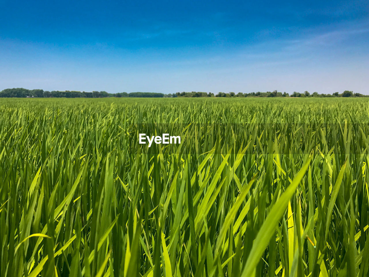 Scenic view of agricultural field against blue sky