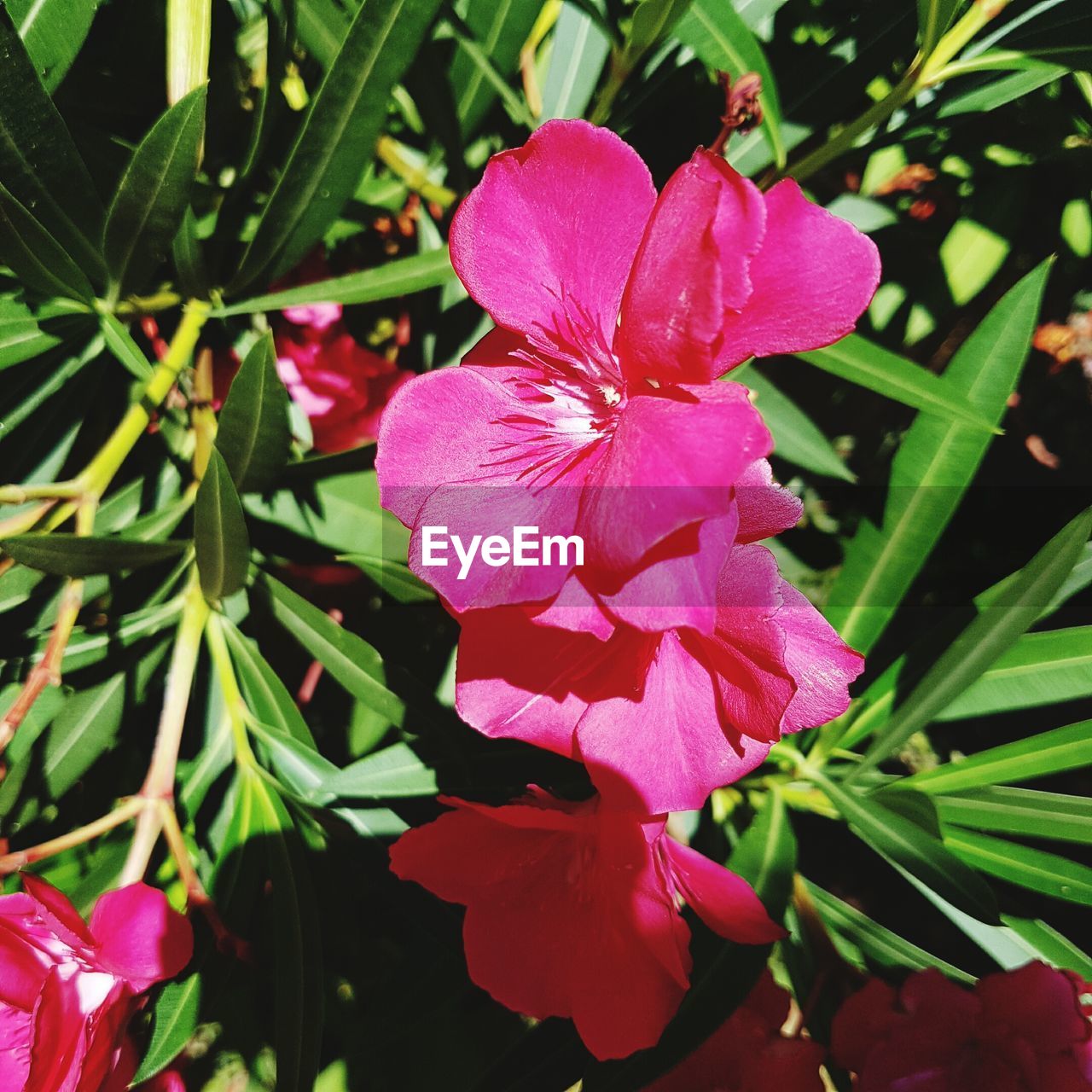 CLOSE-UP OF PINK FLOWER BLOOMING IN PLANT