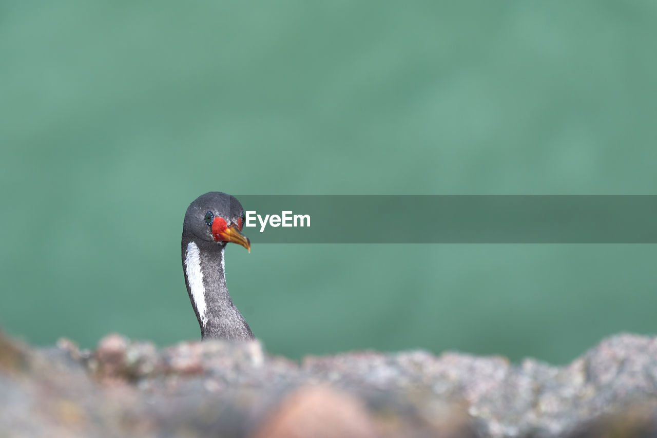 Phalacrocorax gaimardi is a red legged cormorant with hypnotic blue sprinkled eyes, puerto deseado