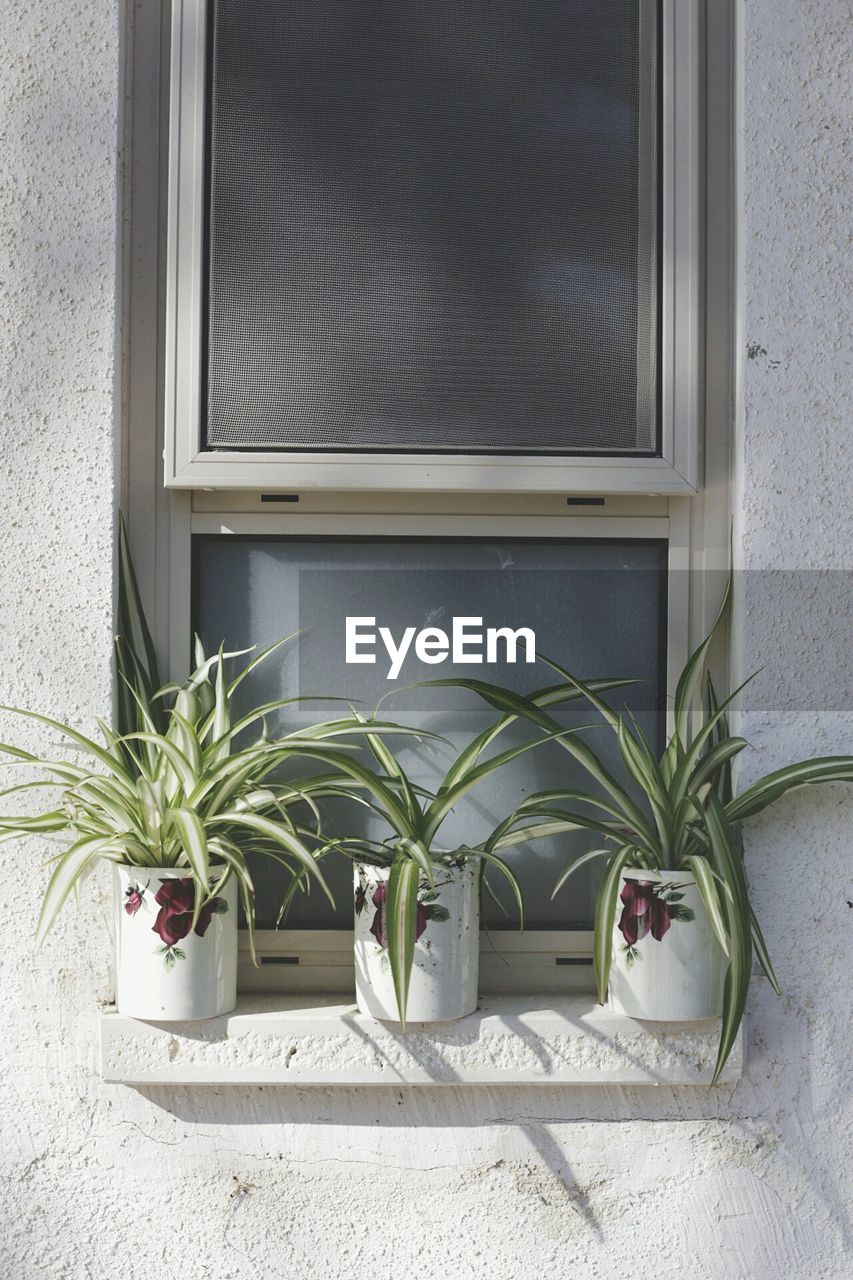 Potted plants at window sill
