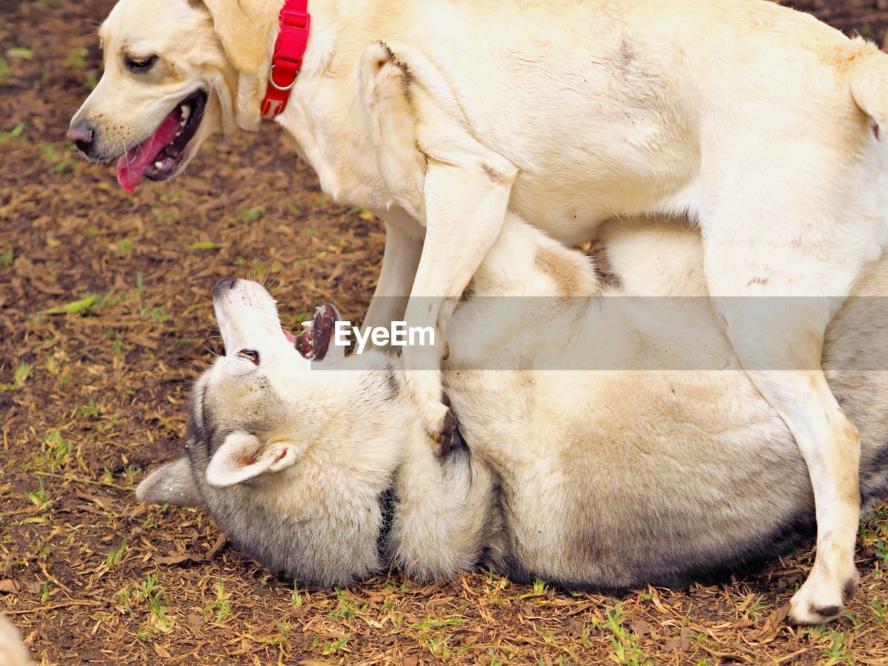 VIEW OF TWO DOGS LYING ON GROUND