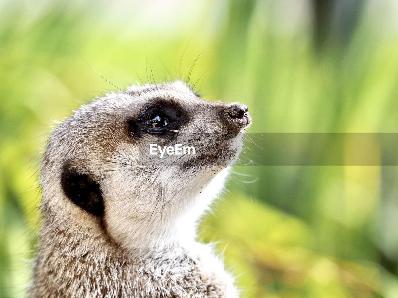 animal themes, animal, one animal, meerkat, animal wildlife, mammal, wildlife, close-up, whiskers, animal body part, no people, cute, looking, nature, portrait, animal head, focus on foreground, outdoors, carnivore, animal hair, alertness