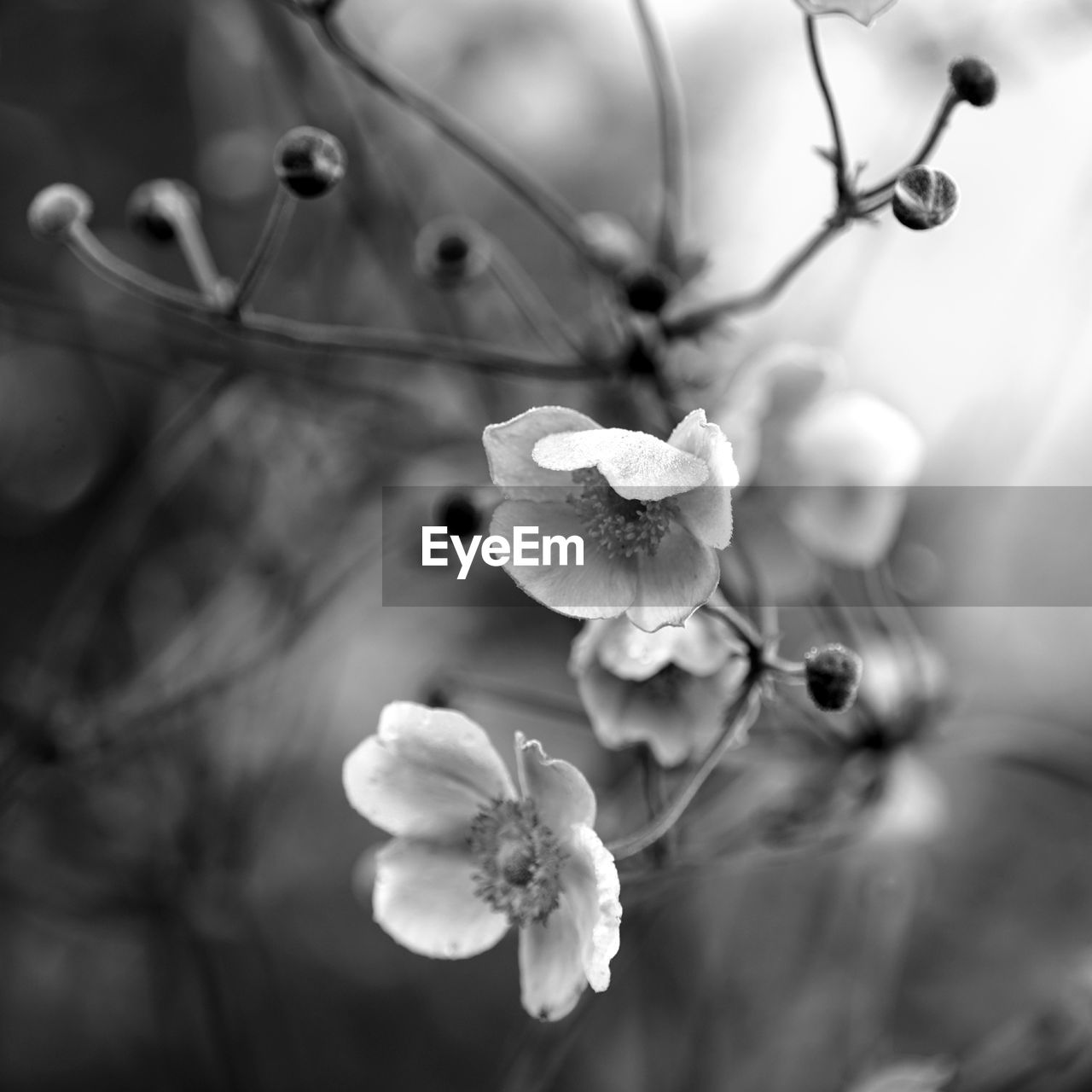 CLOSE-UP OF WHITE FLOWERING PLANTS