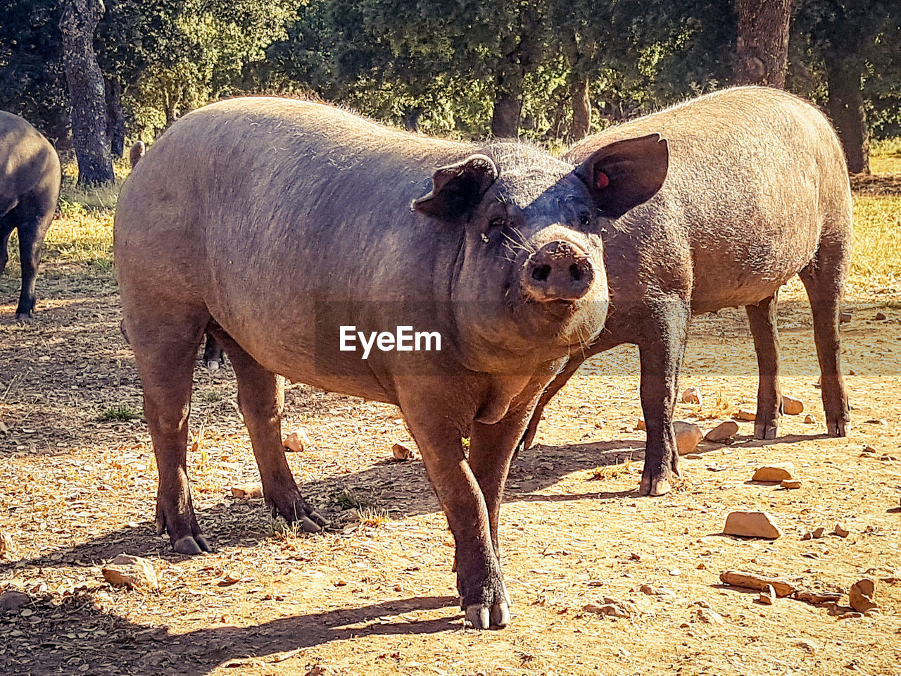 Pig standing in a field