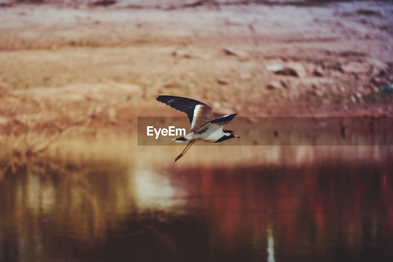 CLOSE-UP OF BIRD FLYING AGAINST WATER