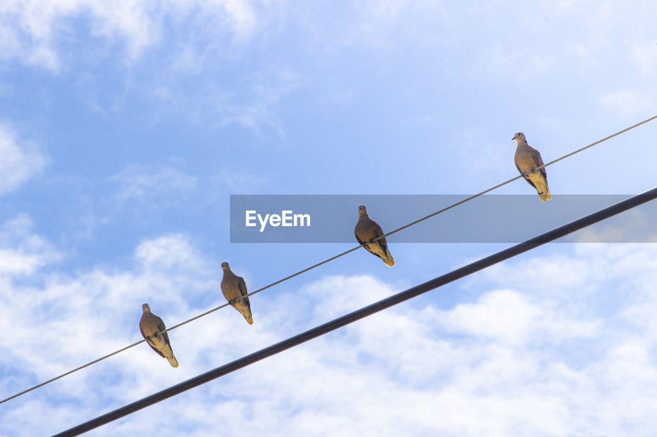 LOW ANGLE VIEW OF BIRDS PERCHING ON POWER LINE