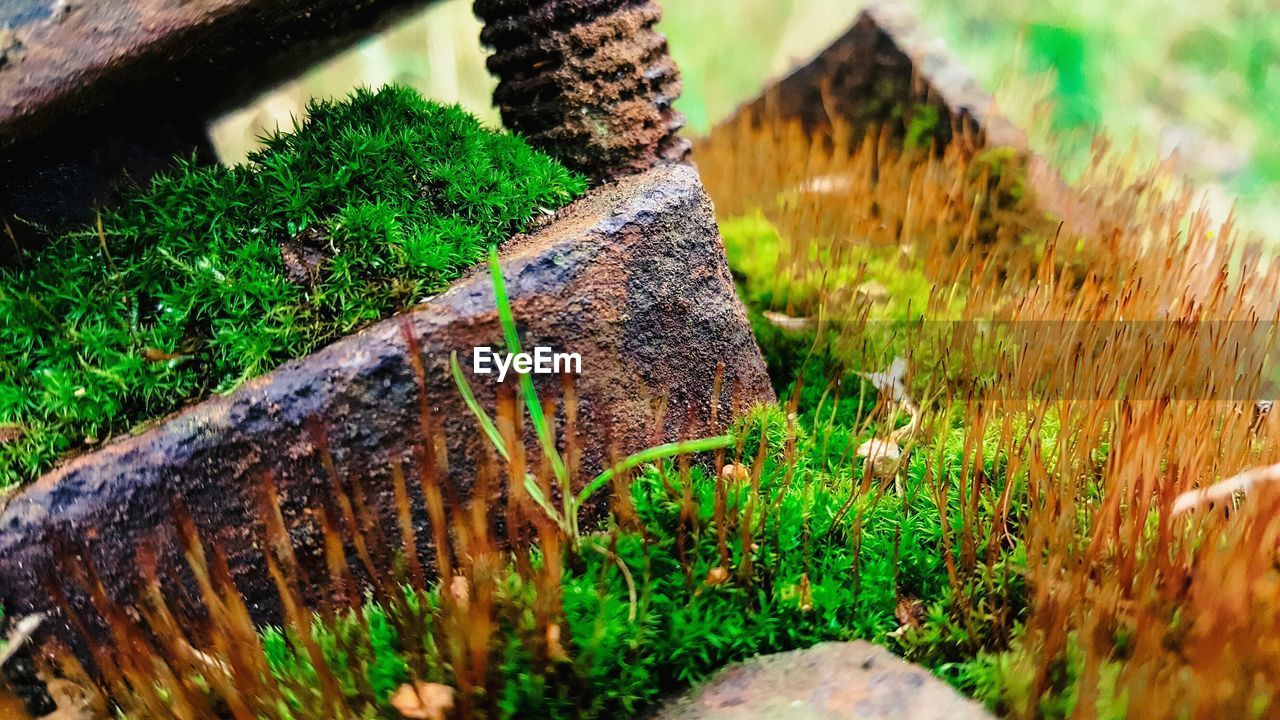 Close-up of moss growing on rock