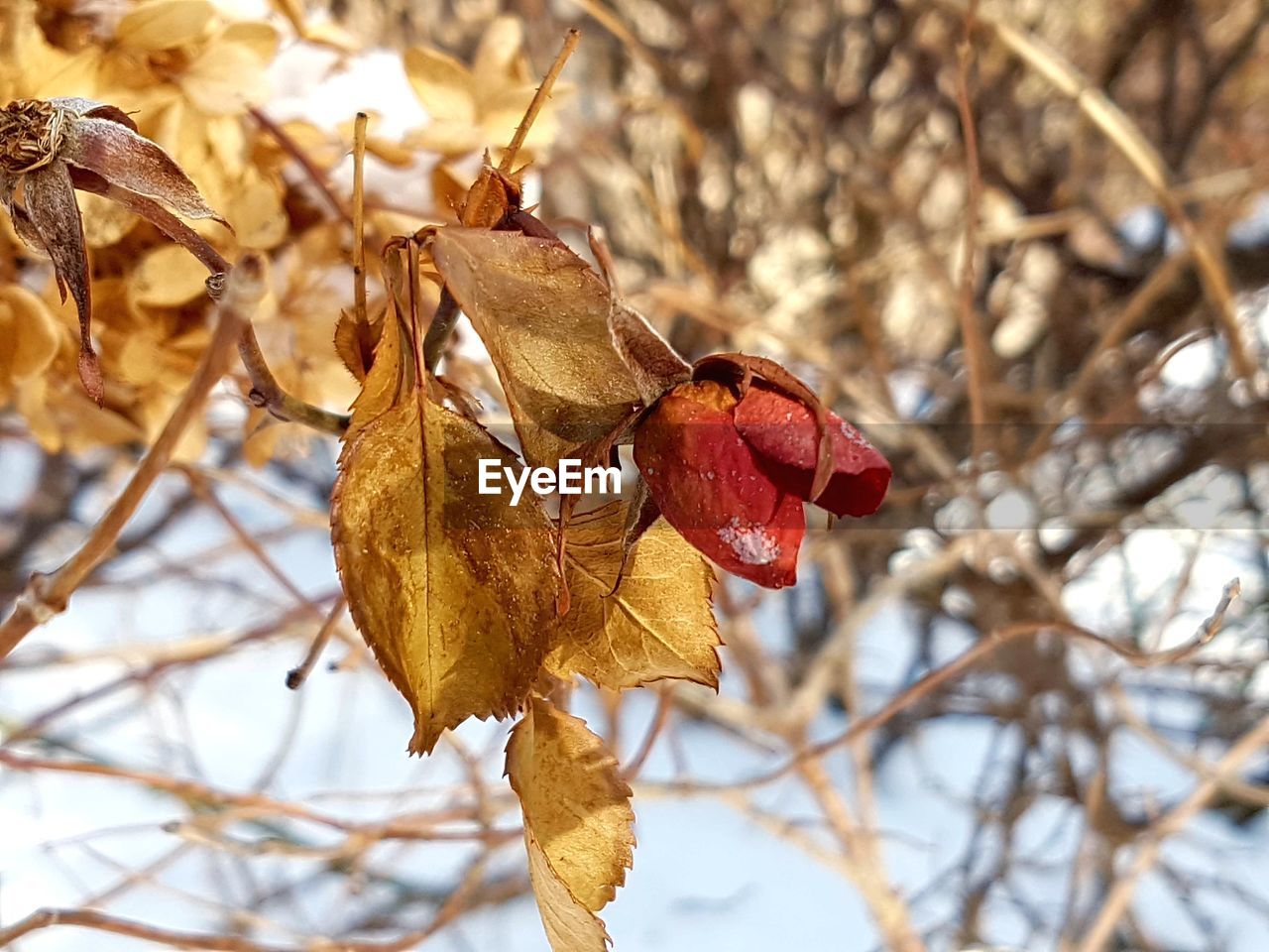 CLOSE-UP OF DRY FLOWER TREE DURING WINTER