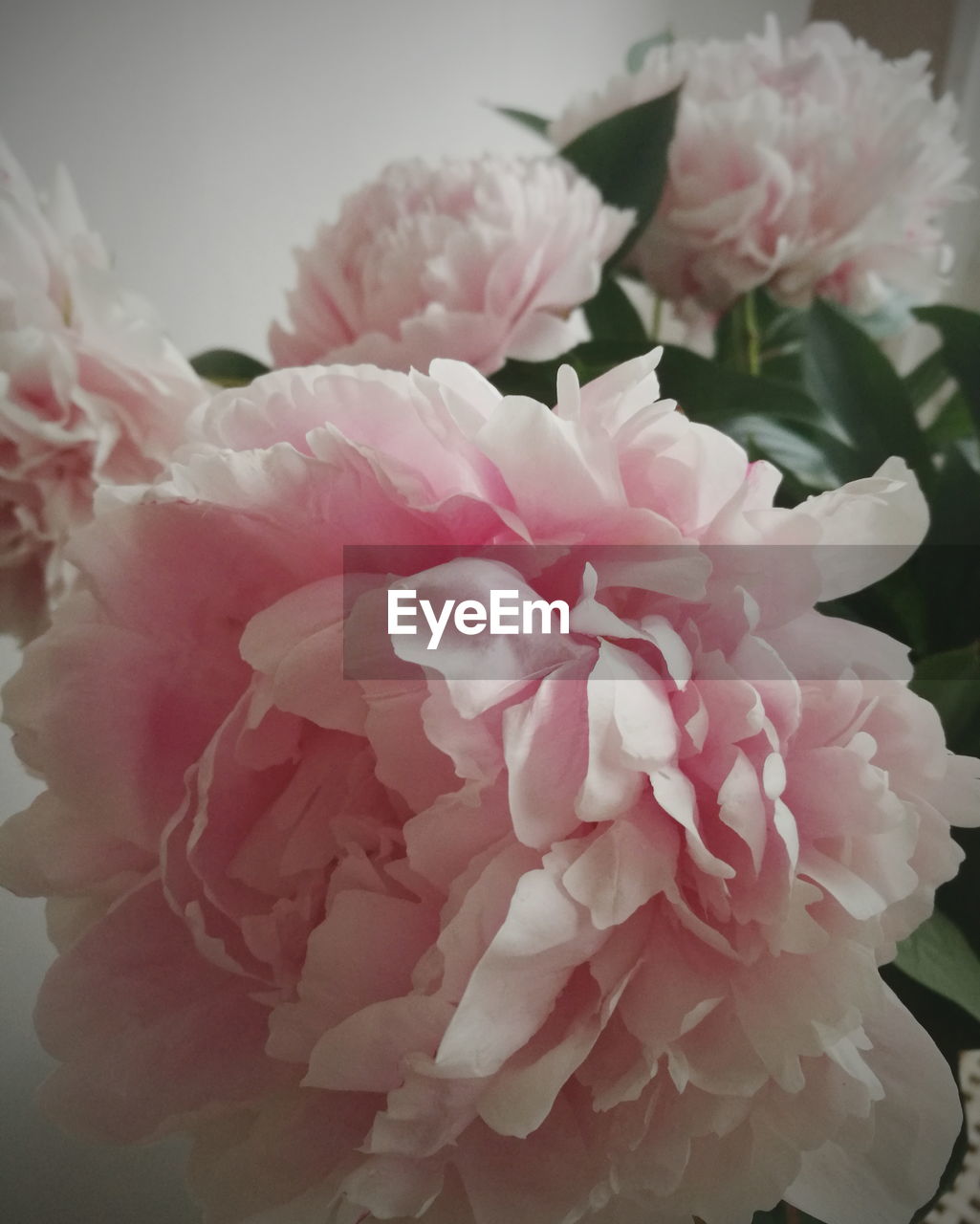 CLOSE-UP OF PINK ROSE WITH FLOWERS