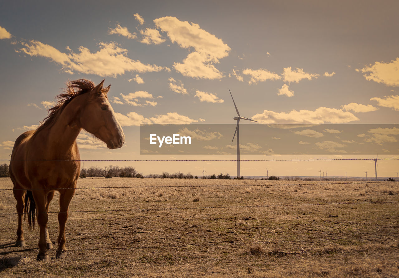 Horse standing on field against windmill