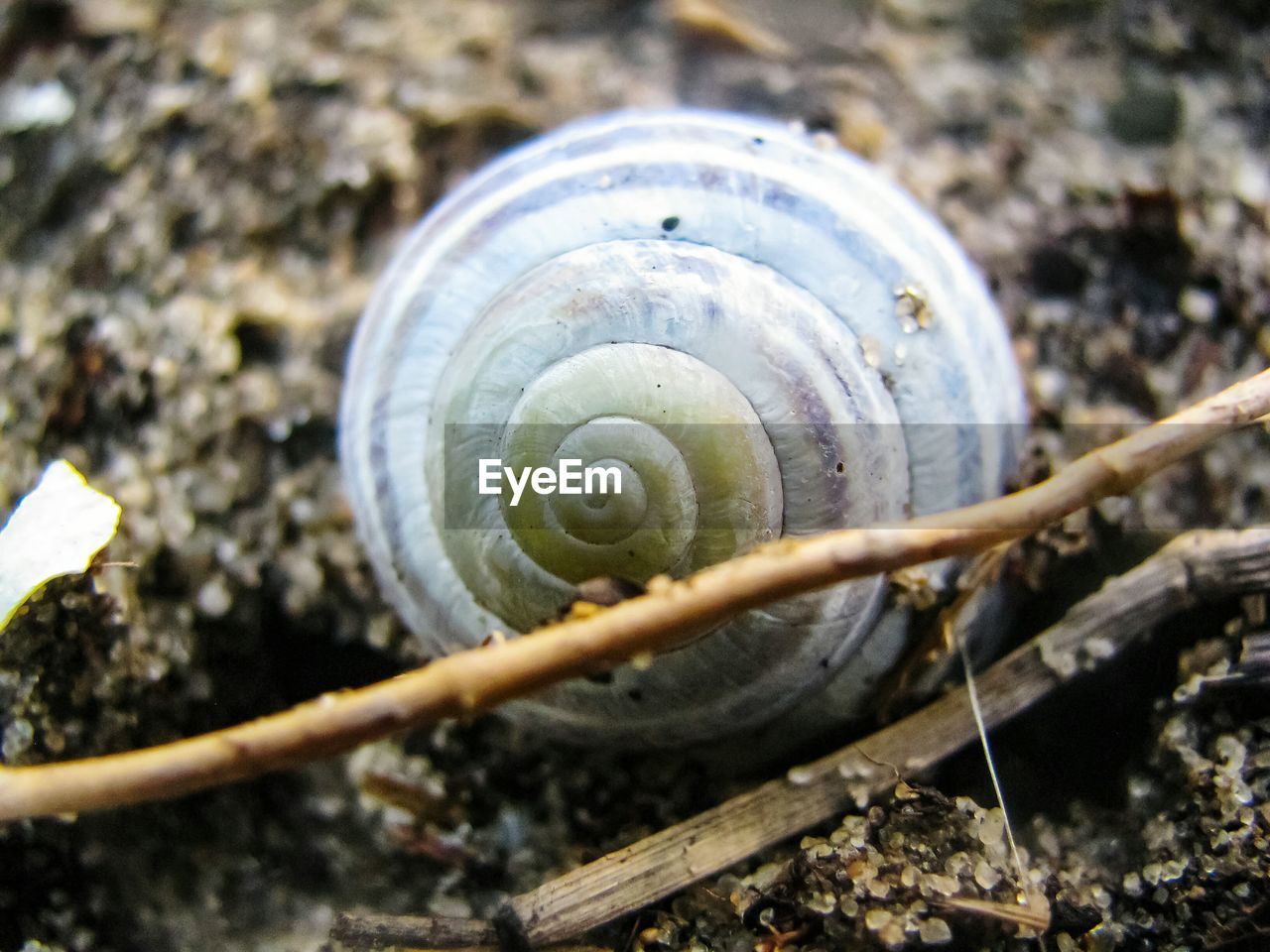 Close-up of snail on sand