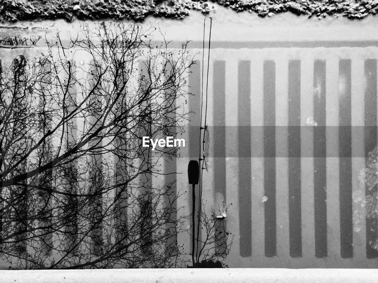 BARE TREES ON SNOW COVERED LAND