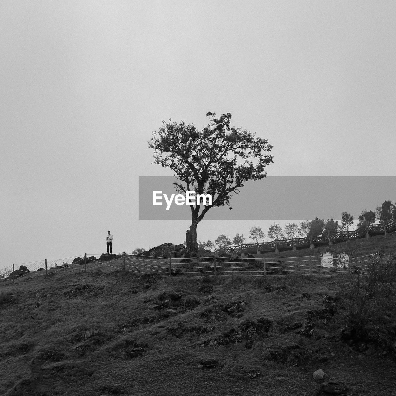 TREES ON FIELD AGAINST SKY