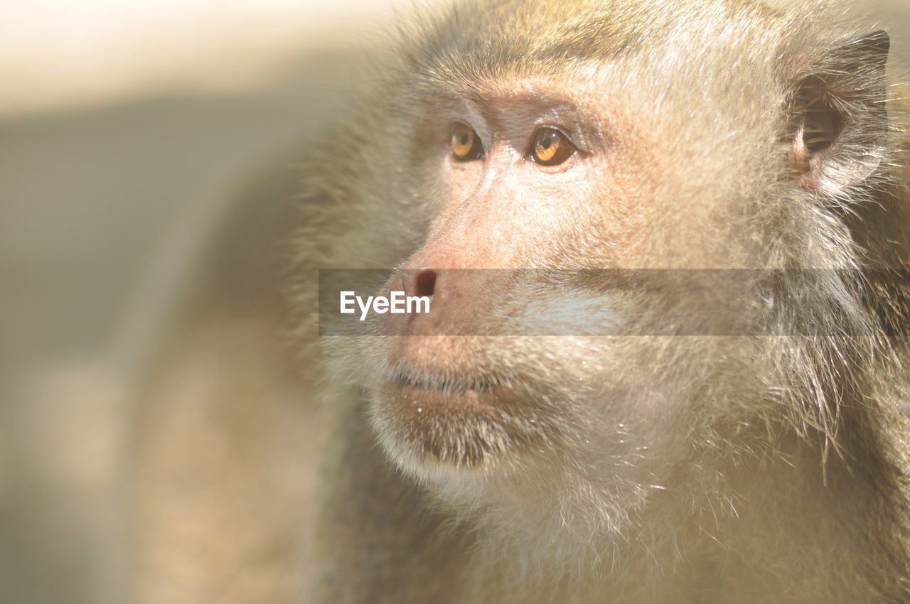 Close-up of monkey looking away