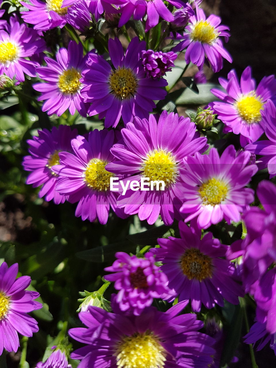 CLOSE-UP OF PURPLE FLOWERS