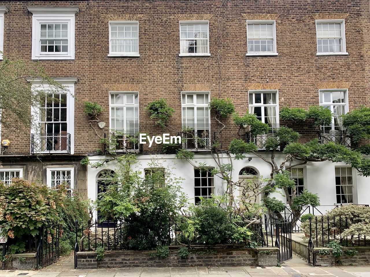 Charming georgian house in kensington, london. with climbing wisteria tree and front garden