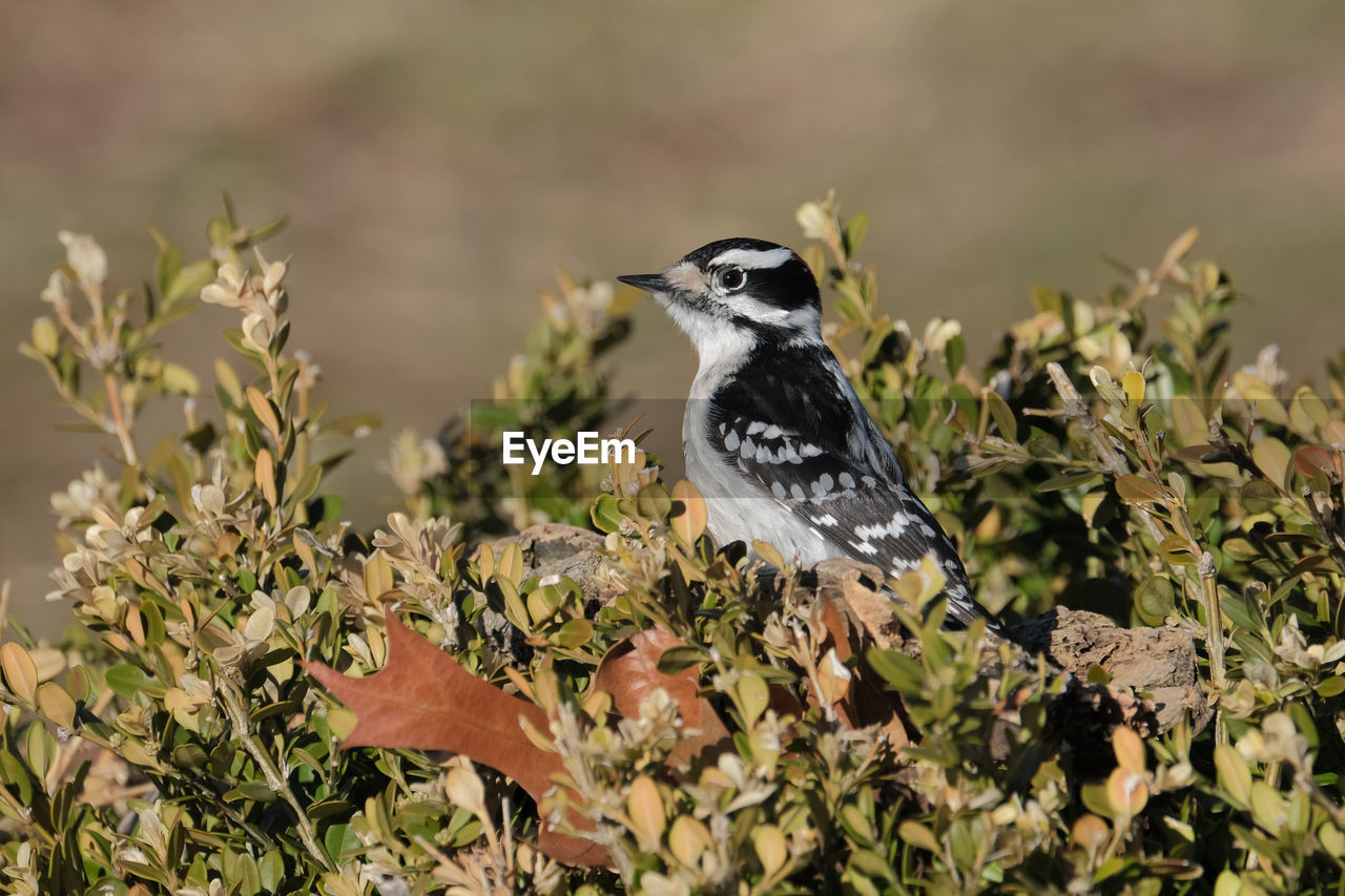 VIEW OF BIRD PERCHING ON PLANT