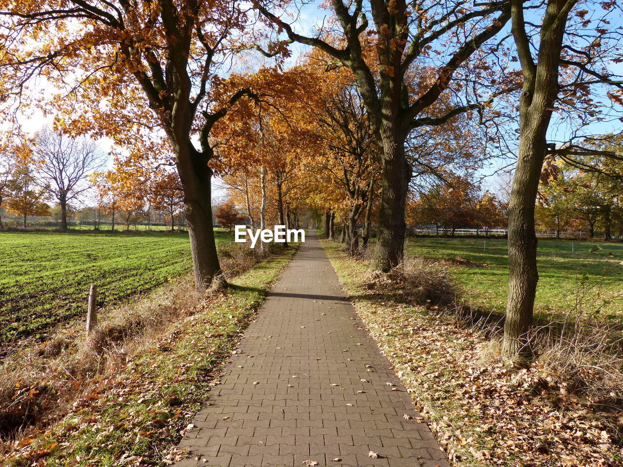 FOOTPATH IN PARK DURING AUTUMN