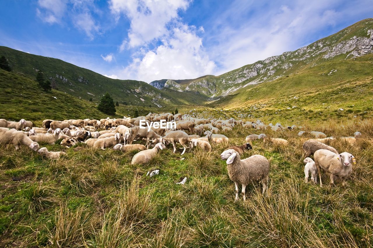 SHEEP ON FIELD AGAINST SKY