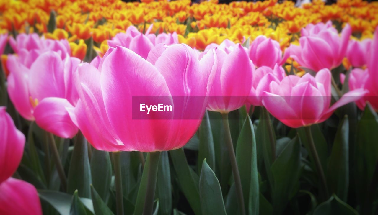 CLOSE-UP OF PINK CROCUS FLOWERS BLOOMING