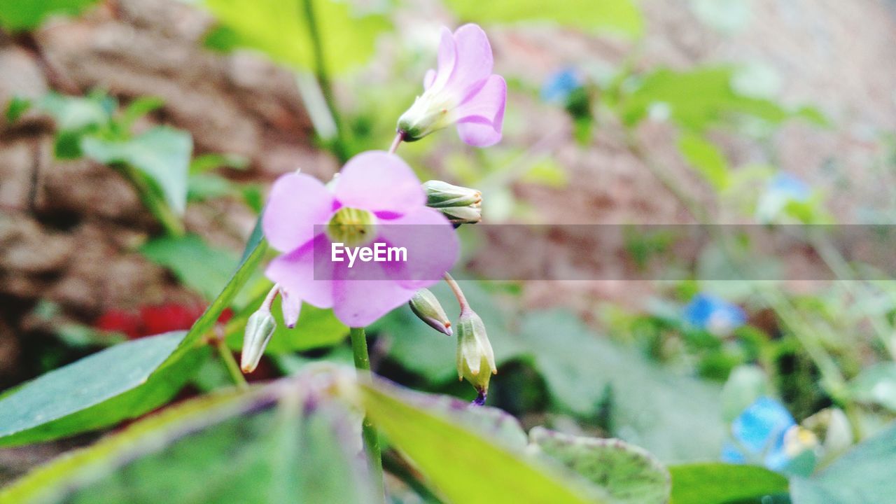 CLOSE-UP OF PINK FLOWER