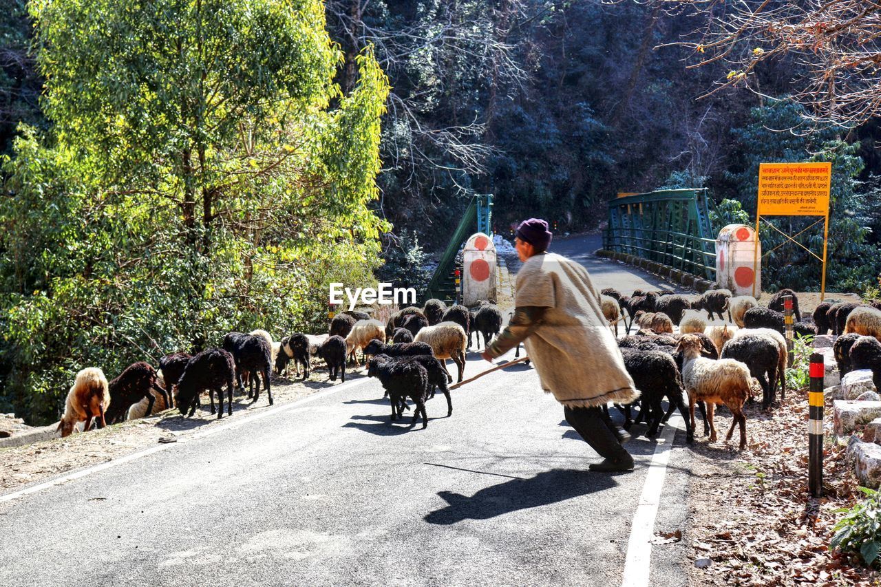 Side view of farmer running by sheep on road