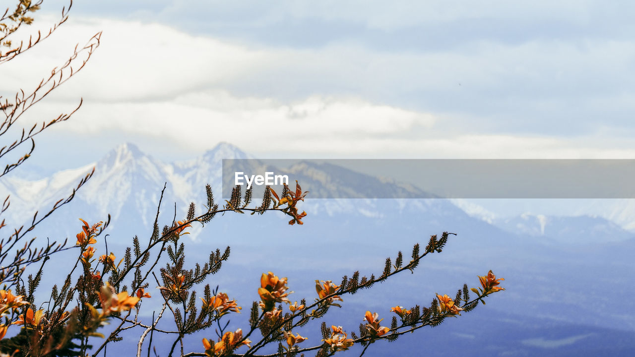 PLANTS AGAINST SNOWCAPPED MOUNTAINS AND SKY