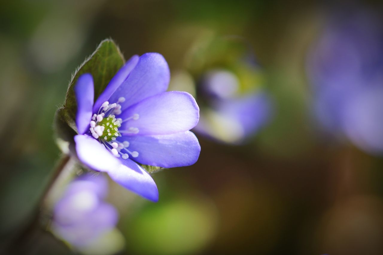 Close-up of blue anemone flower