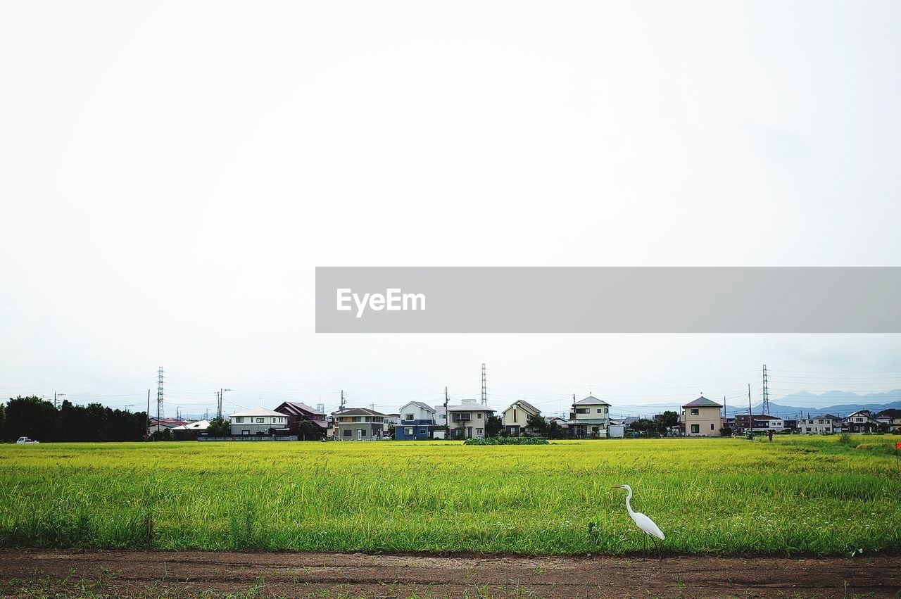 BIRD ON FIELD AGAINST SKY