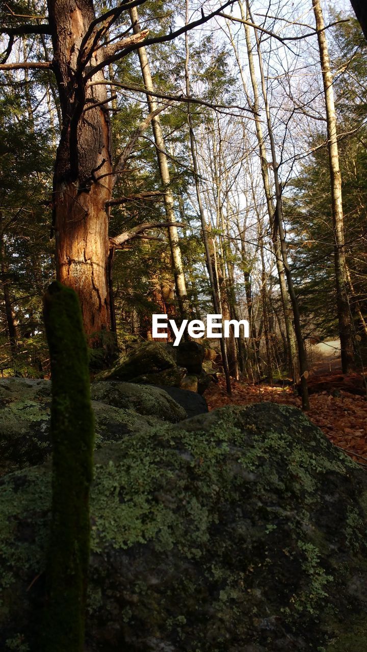 VIEW OF TREES IN FOREST